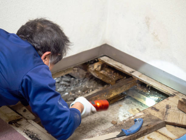 Why You Should Choose Our Mold Remediation Services in Libby, MT